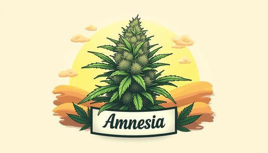 CBD AMNESIA MAFRENCHWEED LIGHT