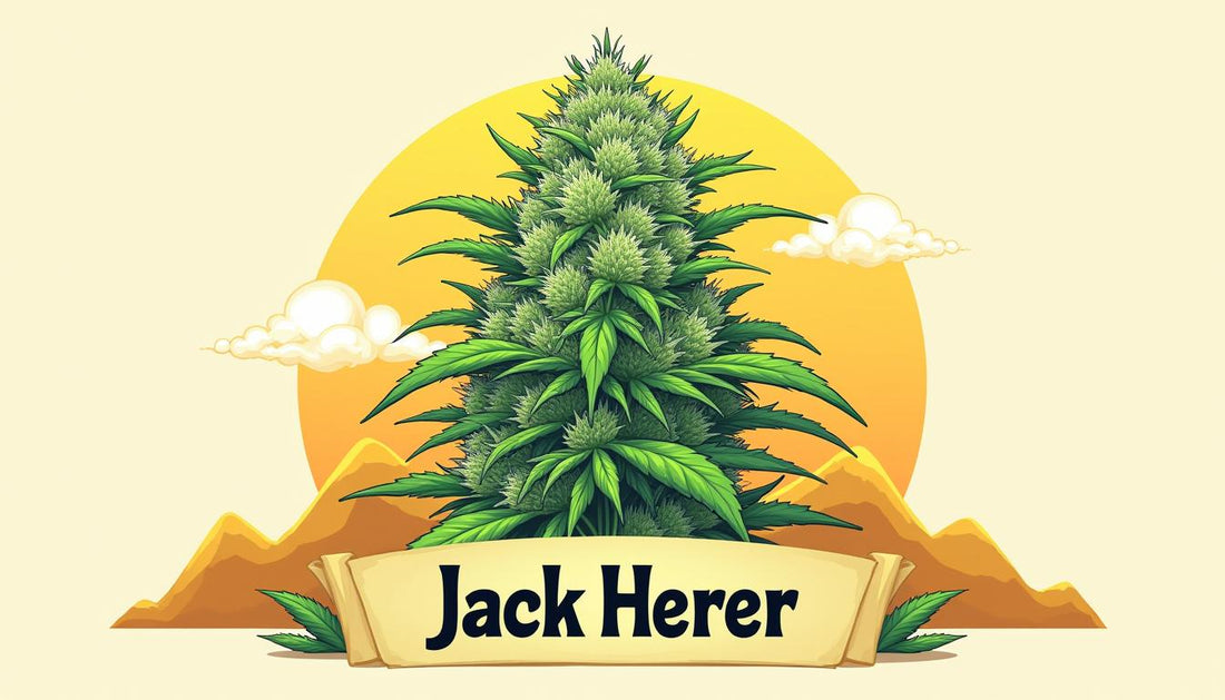 JACK HERER CBD MAFRENCHWEED LICHT