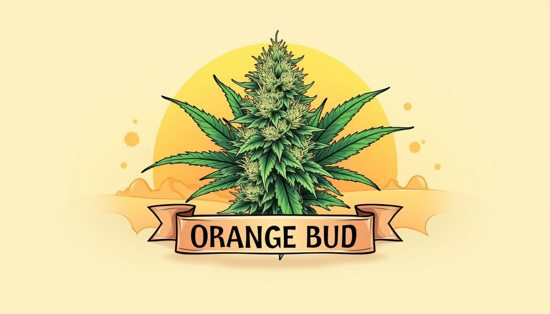 ORANGE BUD CBD MAFRENCHWEED LICHT